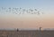 A flock of seagulls flying in long beach sky