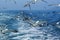 Flock of seagulls flying over sea behind the ship.