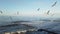 Flock of seagulls flying over stormy Baltic Sea