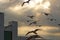 Flock of seagulls flying on twilight sky between sunset. Hope animal concept. Selective focus and shallow depth of field.