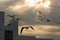 Flock of seagulls flying on twilight time during sunset sky. Hope animal concept. Selective focus and shallow depth of field.