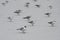 Flock of seagulls on frozen lake