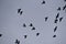 Flock of seagulls on grey sky