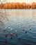 A flock of seagulls hover above a river in springtime - BIRDS - RIVER