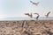 Flock of seagulls hovering in the confusion over the beach