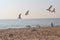 Flock of seagulls hovering in the confusion over the beach