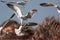 Flock of seagulls landing. Gull seaside birds in flight.