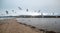 Flock of Seagulls [Laridae] in flight at McGrath state park marsh estuary nature preserve - Santa Clara river - Ventura USA