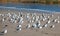 Flock of Seagulls [Laridae] at McGrath state park estuary where the Santa Clara river meets the Pacific at Ventura California USA