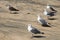 A flock of seagulls is located on the beach by the ocean