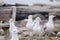 Flock of seagulls near a bench looking for food