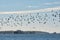 A flock of seagulls over the river don.