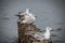 Flock of seagulls perched on a groyne