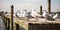 A flock of seagulls perched on a pier, watching the boats go by, concept of Seabird behavior, created with Generative AI