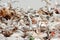 Flock of seagulls picking through trash on a landfill