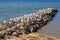 Flock of seagulls on small stone pier