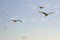 Flock of seagulls soars overhead in a blue sky.