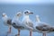 Flock of seagulls standing on stone fence on the blue sky Science name is Charadriiformes Laridae . Selective focus and shallow