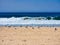 Flock of Seagulls Standing on Yellow Sand pacific Ocean Beach, Australia.