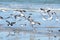 The flock of seagulls takes to the air from their tidal pool resting spot