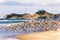 Flock of Seagulls Taking Flight on Oregon Beach