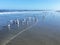 A flock of seagulls and terns at the shoreline