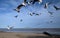 Flock of seagulls waiting to feed on fast food discarded on a seside town seafront.