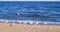 Flock of seagulls walk along the sunny beach in search of food against the backdrop of the sea or ocean.