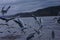 A flock of seaguls fighting for a food north sea cuxhaven