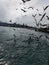 Flock of seaguls flying in a gray sky, Ä°stanbul