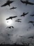 Flock of seaguls flying in a gray sky, Ä°stanbul