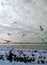 Flock of seaguls and pigeons gathering with cloudy skies in the background Steveston BC