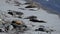 A flock of seals lie on the beach under the sun