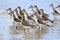 Flock of Semipalmed Sandpiper Calidris pusilla photographed with selective focus on the front bird on the beach of Mangue Seco,