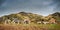 Flock of shaggy sheep grazing