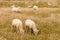 Flock of sheared sheep grazing