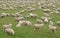 Flock of Sheep