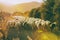 Flock of sheep agricultural village Perdaxious Carbonia Sardinia