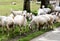 Flock of sheep in Alazani valley, Kakheti. Cattle breeding in Georgia.