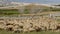 Flock of sheep in Alhaurin de la Torre-Andalusia-Spain