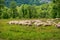 Flock of sheep along the long-distance hiking trail Neckarstei