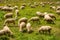 Flock of sheep along the long-distance hiking trail Neckarstei