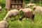 Flock of sheep along the long-distance hiking trail Neckarstei