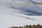 A flock of sheep (argali Marco Polo) migrates in the Tien Shan