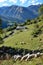 Flock of sheep in the autumn Pyrenees