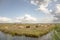 Flock of sheep on the bank of a creek, in a typical landscape of Holland, flat land and water and on the horizon a blue sky with