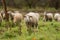 Flock of sheep in beautiful green meadow in Latvia