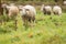 Flock of sheep in beautiful green meadow in Latvia