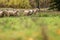 Flock of sheep in beautiful green meadow in Latvia