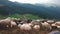 Flock of sheep in the Carpathian mountains.